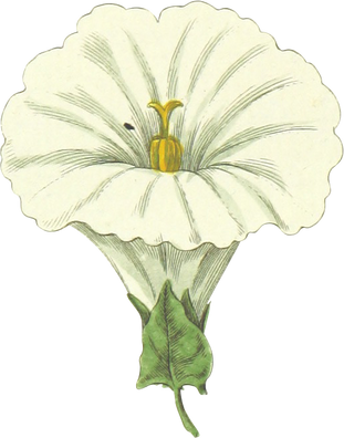 White Flower